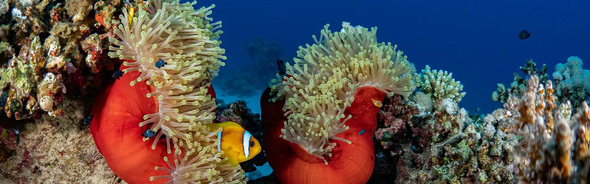 Viaggi e vacanze Mar Rosso